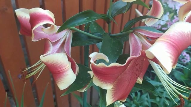 Лилия Африкан Леди. Эффектная крупноцветковая красавица!!!
