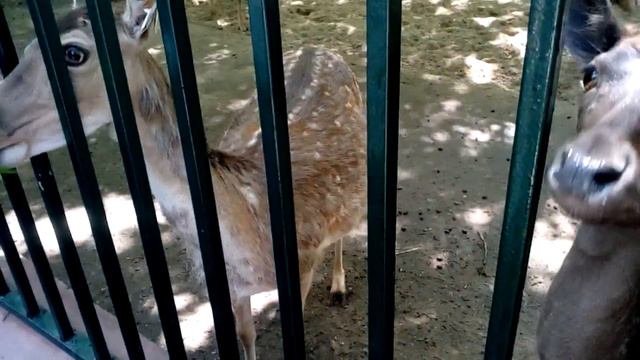 Зоопарк ЛИМПОПО, травоядные смотреть онлайн