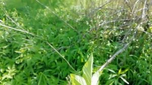 Сныть - сорняк, вкусный и полезный. Готовлю печень со снытью.