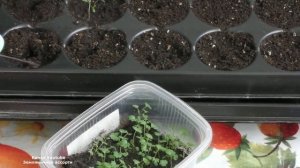 ПЕРВАЯ ПИКИРОВКА ЗЕМЛЯНИКИ ИЗ СЕМЯН  .ЧАСТЬ 3 ВСЕ О ПЕРВОЙ ПИКИРОВКЕ ЗЕМЛЯНИКИ