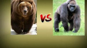 медведь кадьяк vs горила