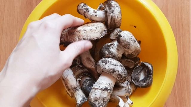 ?МОЖНО КОРМИТЬ УЛИТОК ГРИБАМИ?? НАШ ОГОРОД??????