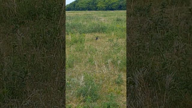 КРАСИВАЯ, ПОЛЕВАЯ ПТИЦА В ПОЛЕ ТАТАРИИ! A BEAUTIFUL, WILD BIRD IN THE FIELD OF TARTARY! смотреть онлайн
