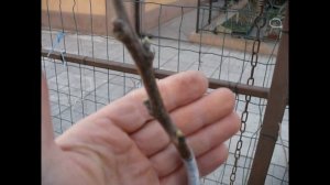 Прививка хурмы весной 1 часть