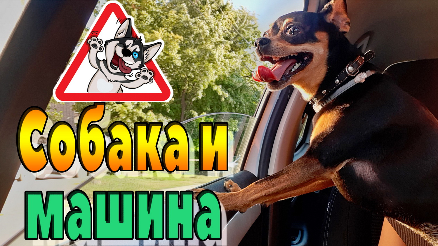 Как той-терьер ведет себя в машине смотреть онлайн