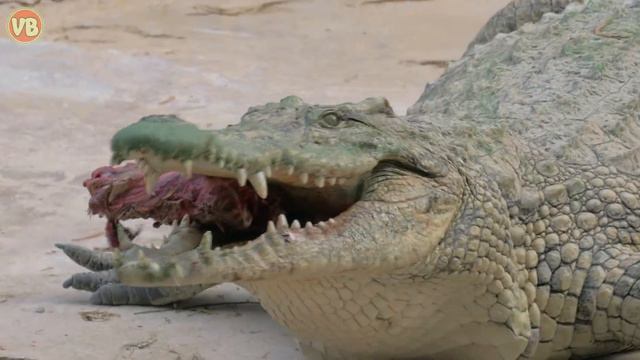 Animais Selvagens que Vivem da África смотреть онлайн