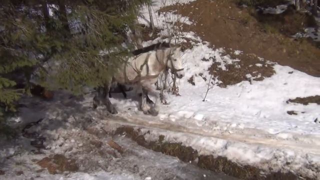 Кони таскают лес. Отдых в Карпатах #3. #Карпаты смотреть онлайн