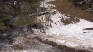 Кони таскают лес. Отдых в Карпатах #3. #Карпаты