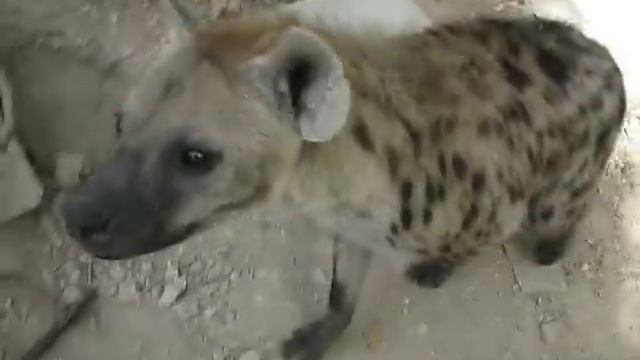 its just a hyena смотреть онлайн