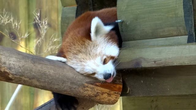 Маленькие панды - Mini Panda смотреть онлайн
