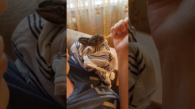 Как выкормить зайчонка. смотреть онлайн