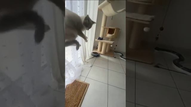 Летучий коть смотреть онлайн