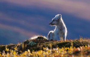 Путешествие в страну Онкилонов (2 часть).