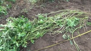 Ботва у картофеля 2 метра 30 см.Что это?Почему???