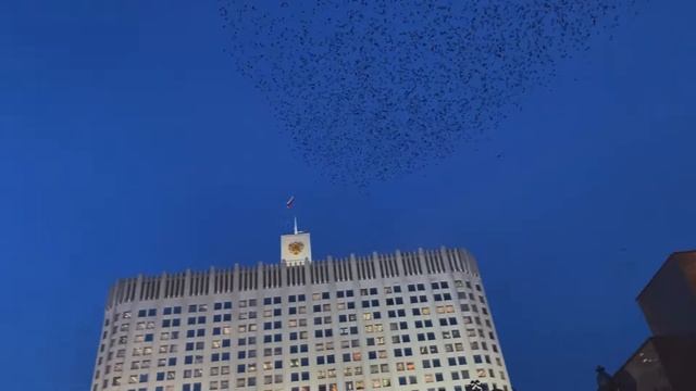 Стая Воронов смотреть онлайн