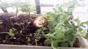 Вредители комнатных растений Мокрицы 2 способа борьбы