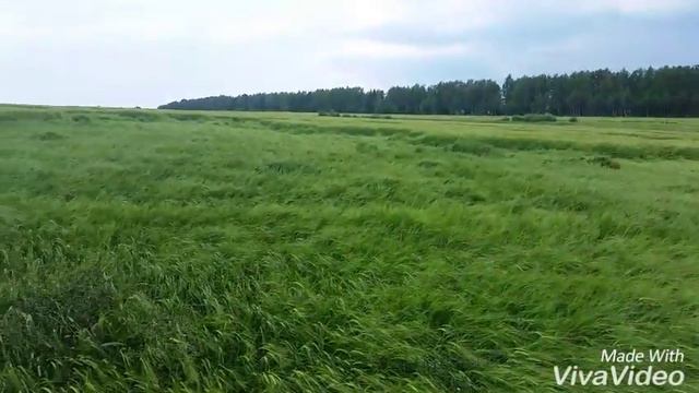 Круги на полях смотреть онлайн