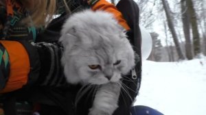 ЭКСТРЕМАЛЬНЫЙ ПОЛ ЭТО ЛАВА В ЛЕСУ ЧЕЛЛЕНДЖ С КОТОМ И СОБАКОЙ