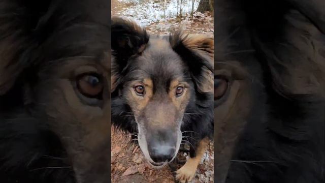 Randal czeka na dom (Schronisko dla Bezdomnych Zwierząt w Tomarynach) Super Pies Adopcje Tomaryny 🐕 смотреть онлайн