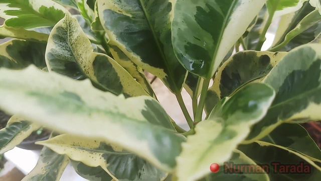 KACA PIRING TAPI VARIEGATA !! || #Gardeniajasminoides смотреть онлайн