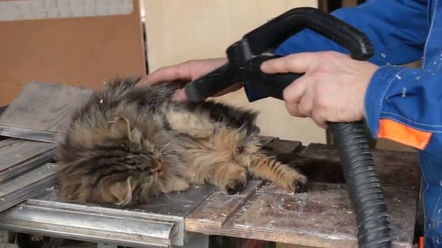 Как быстро почистить шубу у кота смотреть онлайн