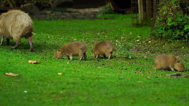 Капибара - дружелюбный гигант смотреть онлайн