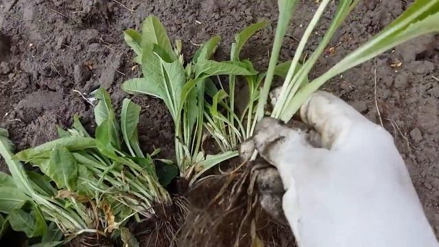 Деление куста примулы смотреть онлайн