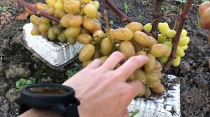 Виноград Преображение в Беларуси (11.09.21)