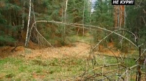 Охота на рябчика с манком. Осенняя охота на рябчика - 2021г