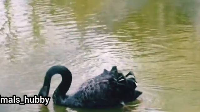 ANIMAL PLANET 4K -AMAZING WORLD OF ANIMAL KINGDOM | ANIMALS HUBBY RELAXING FILM #animals  #birds