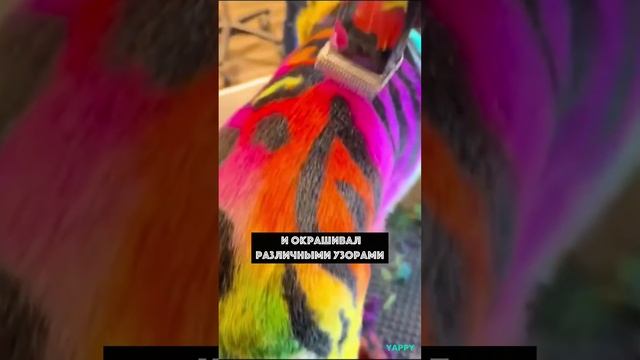 В Бразилии мужчина превращает собак в покемонов смотреть онлайн