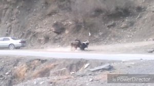 Бой быков в горах