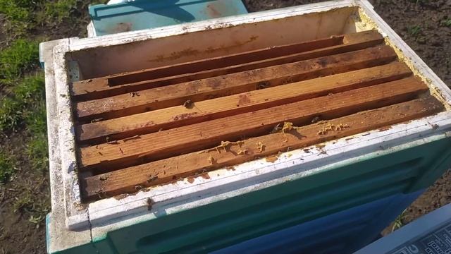 На пасеке обнаружена матка трутовка. Что делать? смотреть онлайн