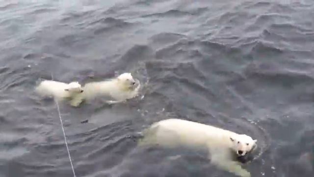 Таймыр. Белые медведи в море