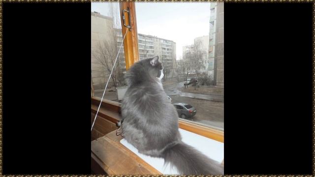 Кот Масик смотреть онлайн
