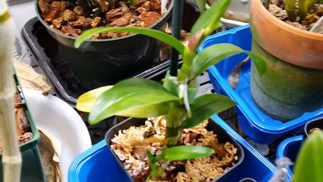 My Orchid Collection In April, (All Cymbidiums Are Now Outside)... смотреть онлайн