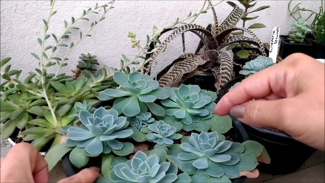 Echeveria Blue Curls, Secunda, Setosa.