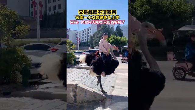 A girl rides an ostrich to school｜云南一女孩骑鸵鸟上学 смотреть онлайн