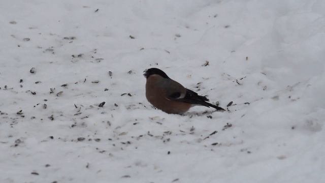 Снегирь самочка смотреть онлайн