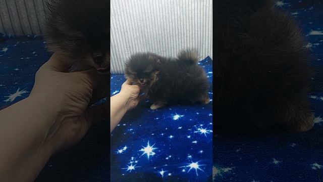 померанский шпиц девочка #pomeranian #шпиц #minipomeranian смотреть онлайн