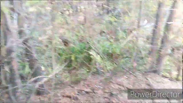 ОРЛИК. СБОР ГРИБОВ В ЗАПОВЕДНИКЕ КУЧУГУРЫ. смотреть онлайн