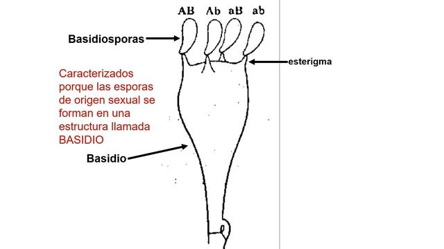 3 Hongos Fitopatógenos Parte 4 Basidiomycota grabada смотреть онлайн