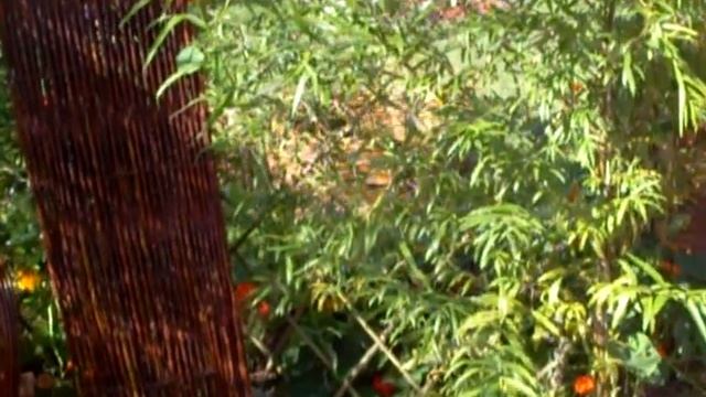 живая изгородь в два прута не годится смотреть онлайн