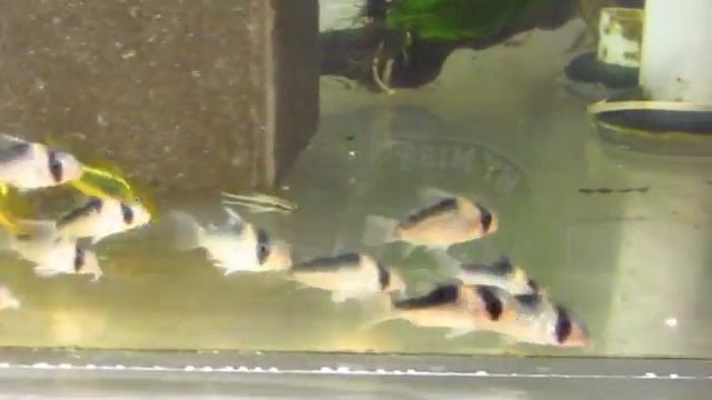Corydoras neon orange laser and corydoras duplicareus смотреть онлайн