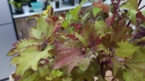 Колеусы. Обзор с названиями сортов.