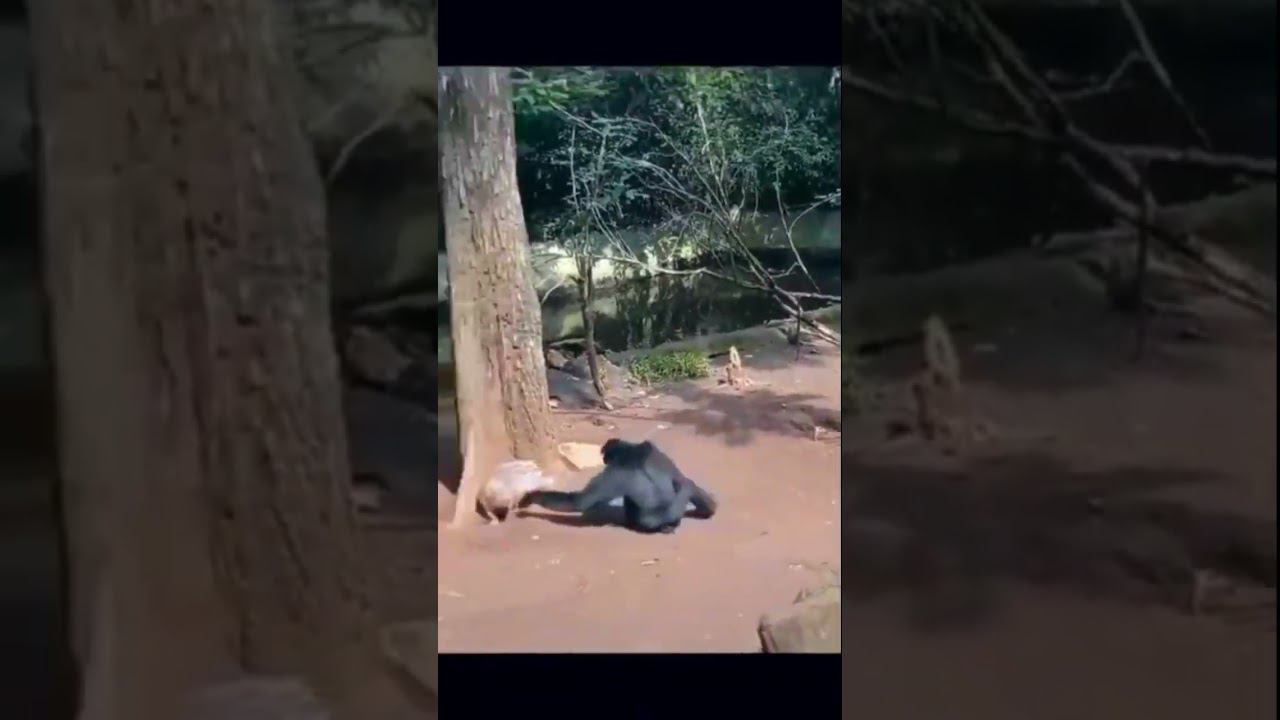 Ну макака, ты нарвалась ))) смотреть онлайн