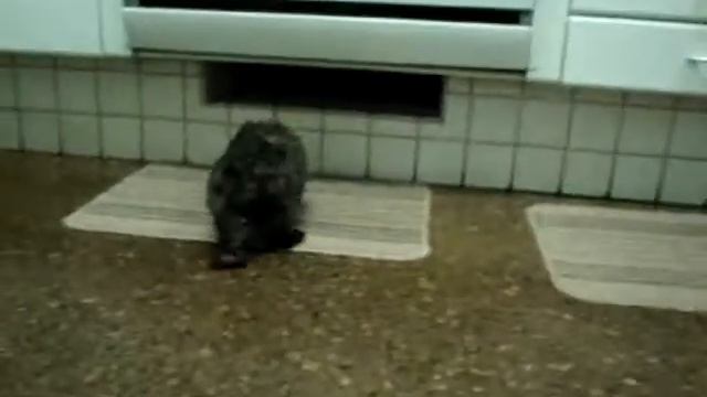Teka смотреть онлайн