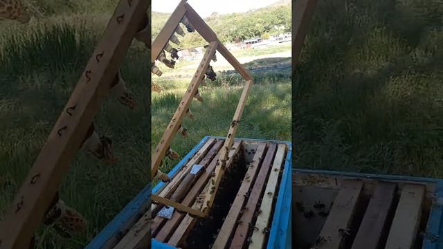 результат сот никот выведены маточники смотреть онлайн