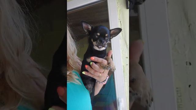 красивый Шакир Эфес продажа Мини чихуахуа питомник Кастропуло Крым+79787458062 смотреть онлайн