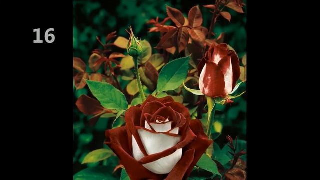 50 Most Amazing Flowers in the World смотреть онлайн